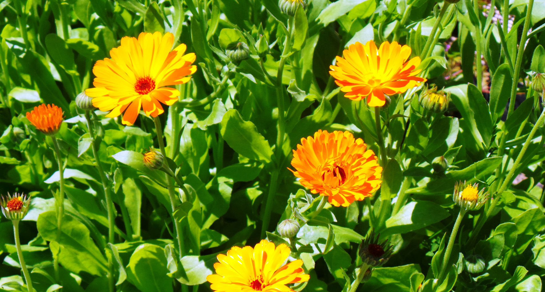 Ringelblume - Pflanzenporträt - TEH & Kräuter Wissen - Isabel ...