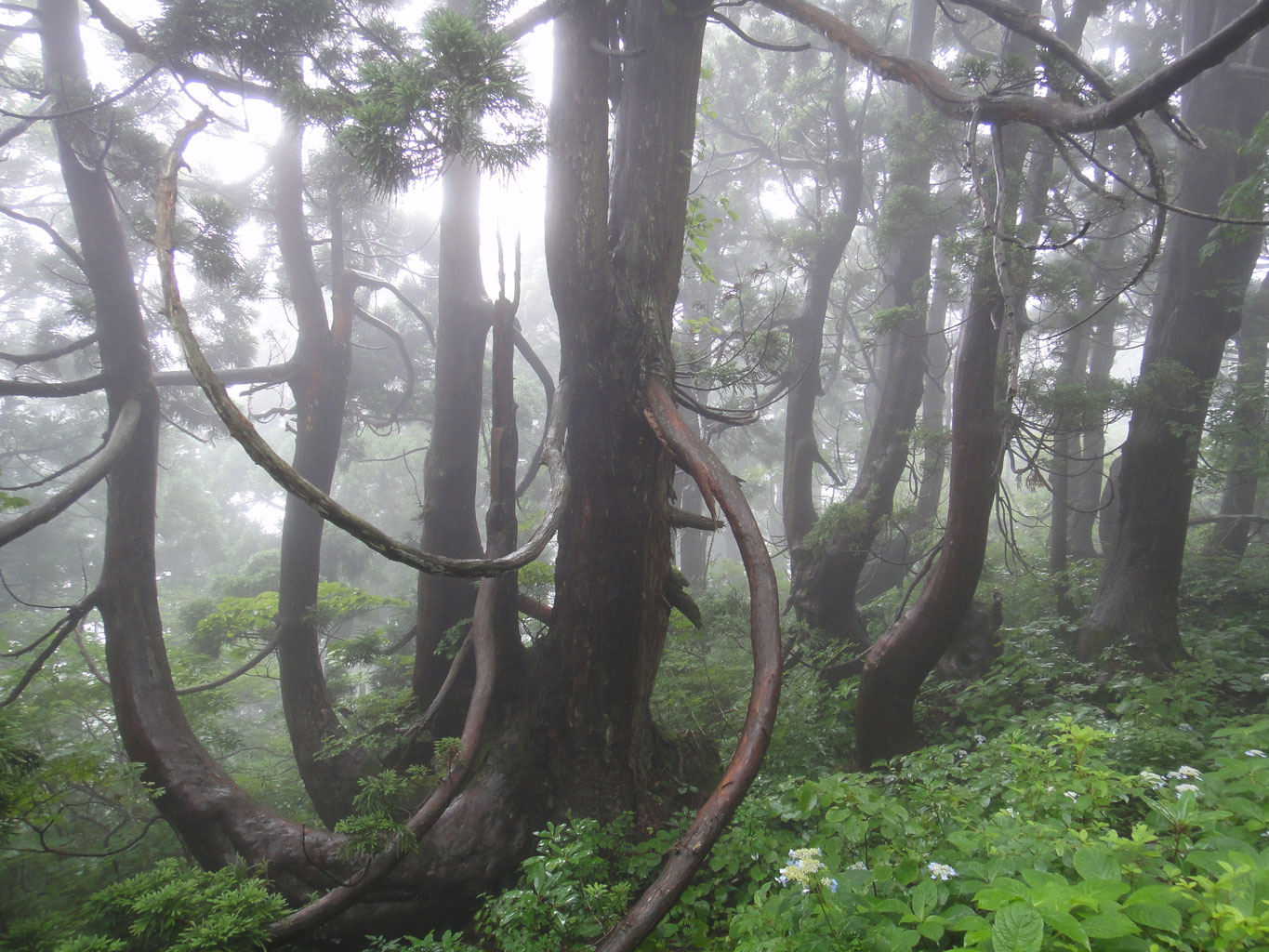 佐々木裕而　「緑雨落葉松林 」　日本画 水辺林の生態学ー崎尾均ー - riparian-forest ページ！