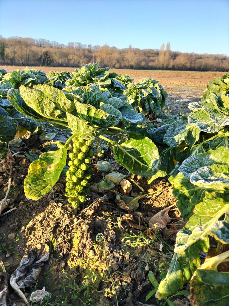 Lapin Choux De Bruxelles Choux De Bruxelles 23 Nos choux de Bruxelles - La Rivoise