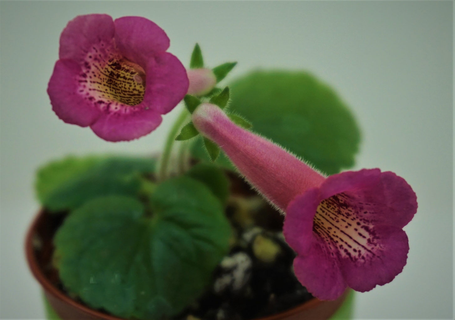 Mini sinningia and micro sinningia - minicimera Mini sinningia and micro sinningia - minicimera
