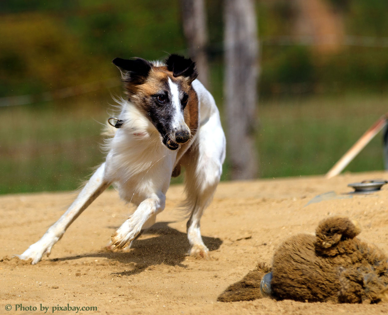 Windhunde u. Sporthunde mobile Praxis in SchleswigHolstein und Hamburg