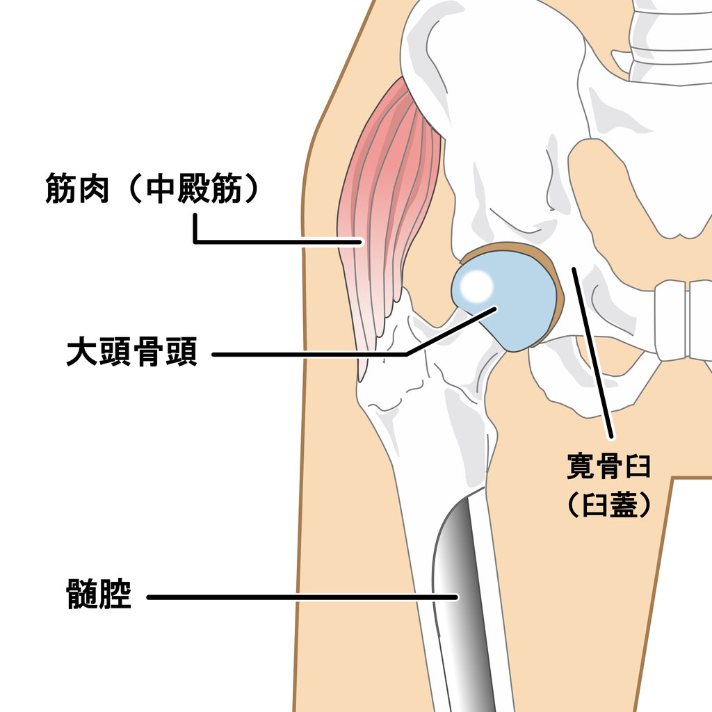 鼠蹊 部 が 痛い