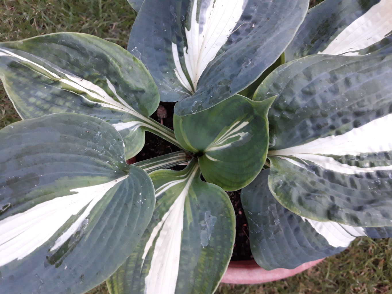 Seckinger Hosta Hostafreund