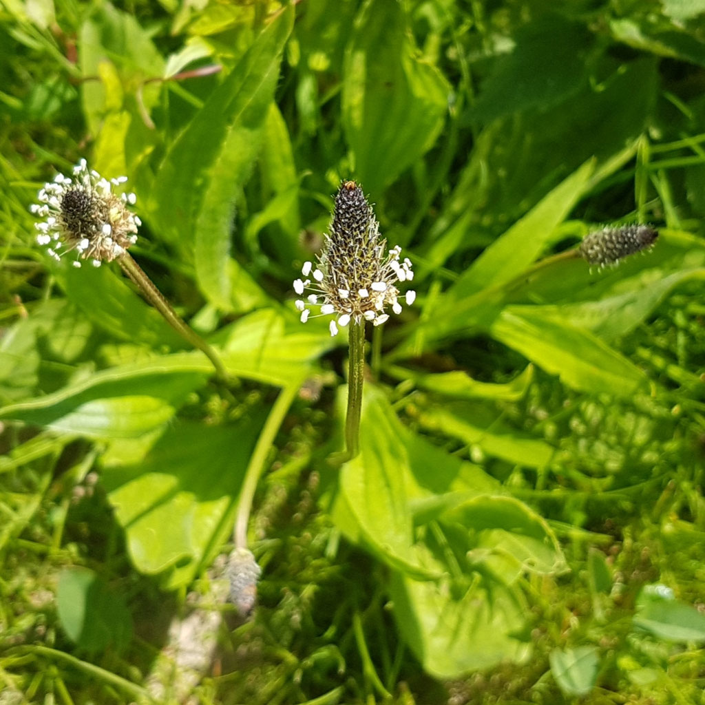 Herbalism healing.herbs.moon blog
