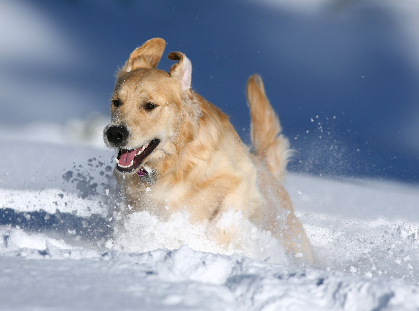 Mit dem Hund in den Schnee vedog Hundebetten und Matratzen