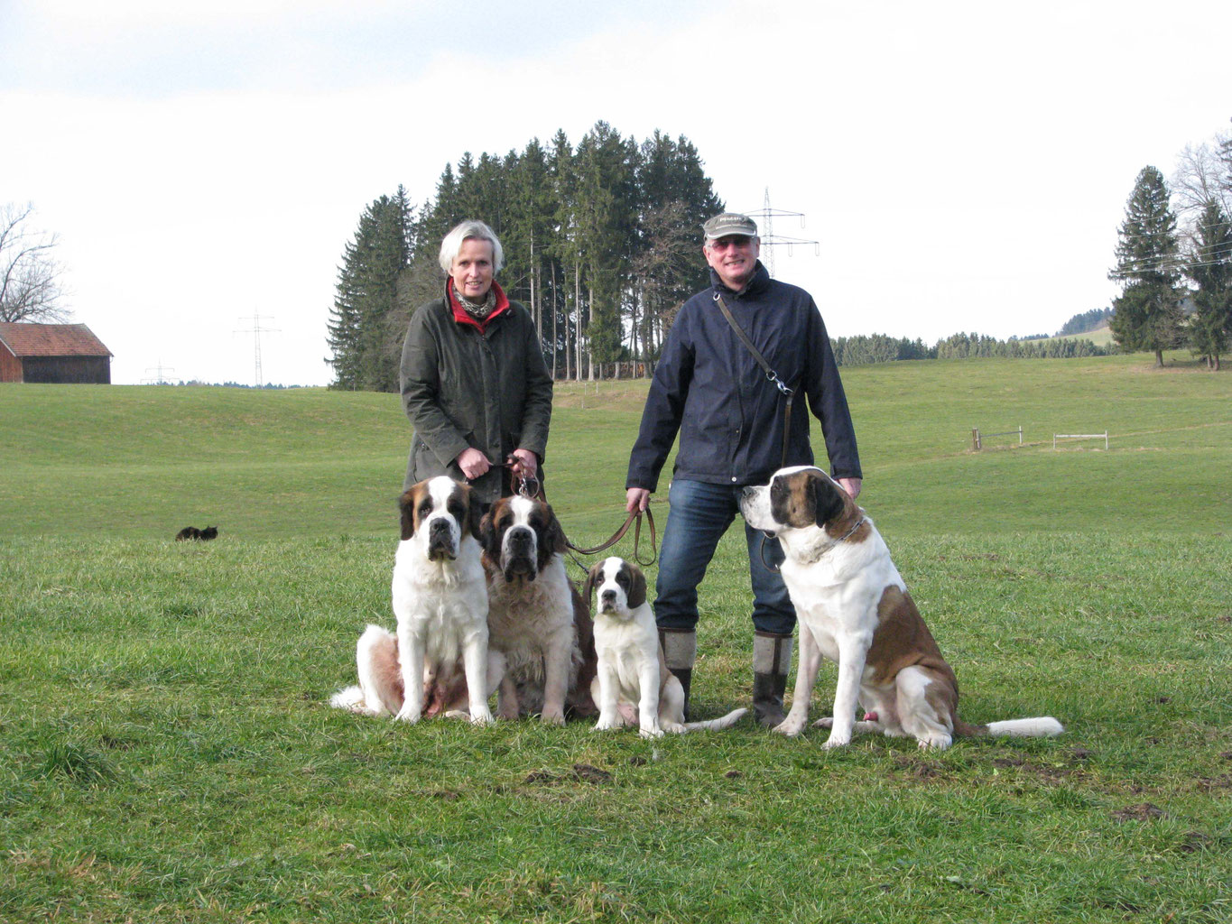 Welpen Bernhardiner Züchter Bayern