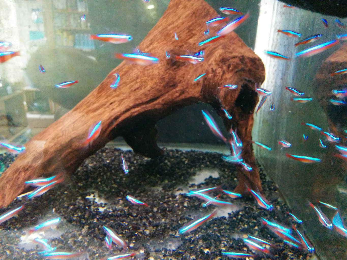 熱帯魚 山口県宇部市 岐波駅そば アクアハウストロピクス 熱帯魚 山口県宇部市 岐波駅そば アクアハウストロピクス