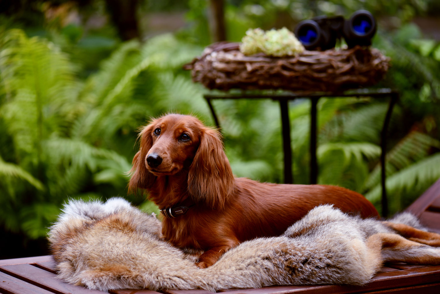 Langhaardackel Langhaar Vom Rotwildgatter Rotwildgatter Dackel Langhaardackel Deutsch Langhaar Deutschlanghaar Zuchter Welpen Hunde Oberosterreich Braunau Uttendorf Jagdhund Sarah Reschreiter Oo