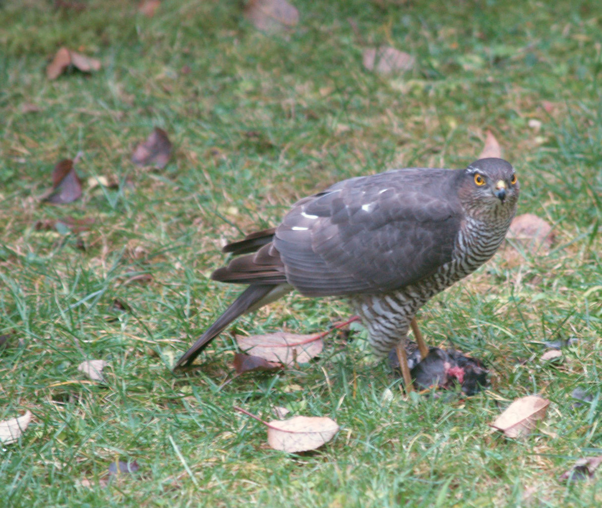 sind die greifvogel der untergang der singvogelbestande nabu oberberg