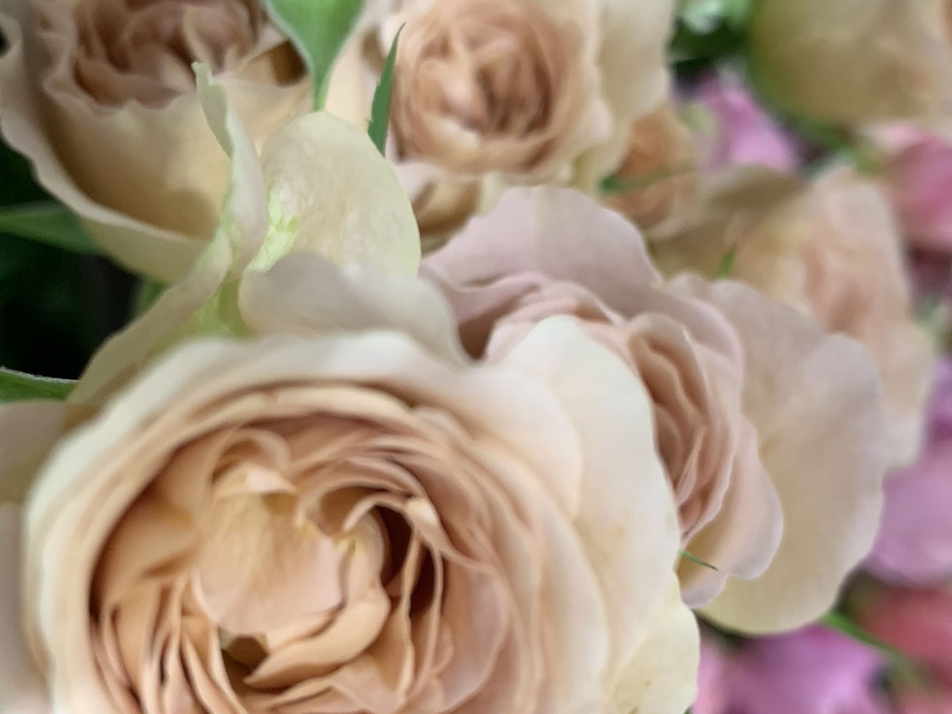 今週の入荷 - koyuu flowershop 湖幽 今週の入荷 - koyuu flowershop 湖幽