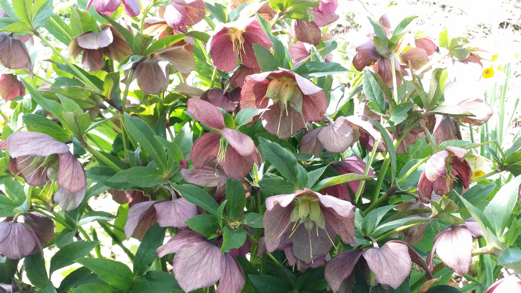 種採りから種蒔きまで 深山花園 八ヶ岳のクリスマスローズ 生産 販売 長野県原村