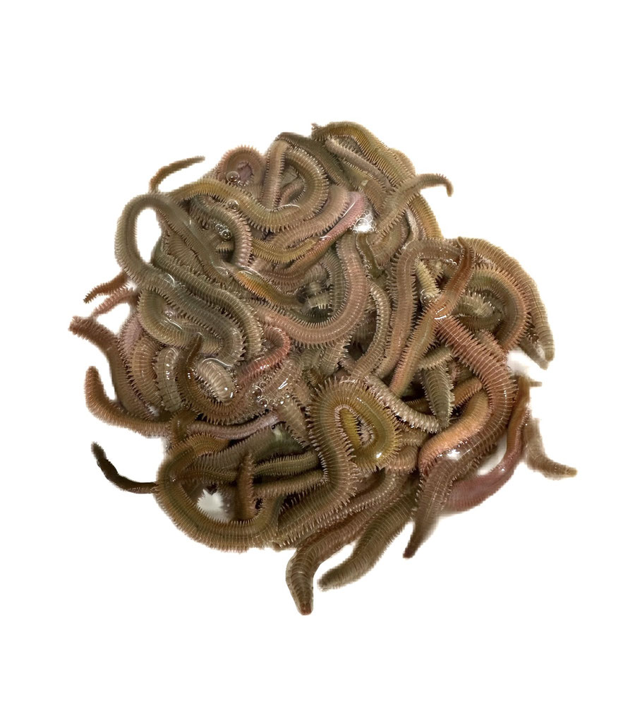 青虫-青イソメ.jpg