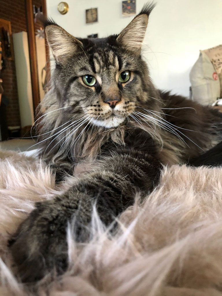 Wann Sollte Man Einen Main Coon Kastrieren Lassen Cybercat's KASTRATEN - Cybercats Maine Coon - Hamburg - seit 2001