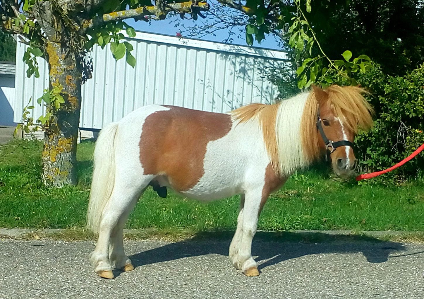Die Ponys - Reitkindi &ldquo;Bunte Feder&rdquo;