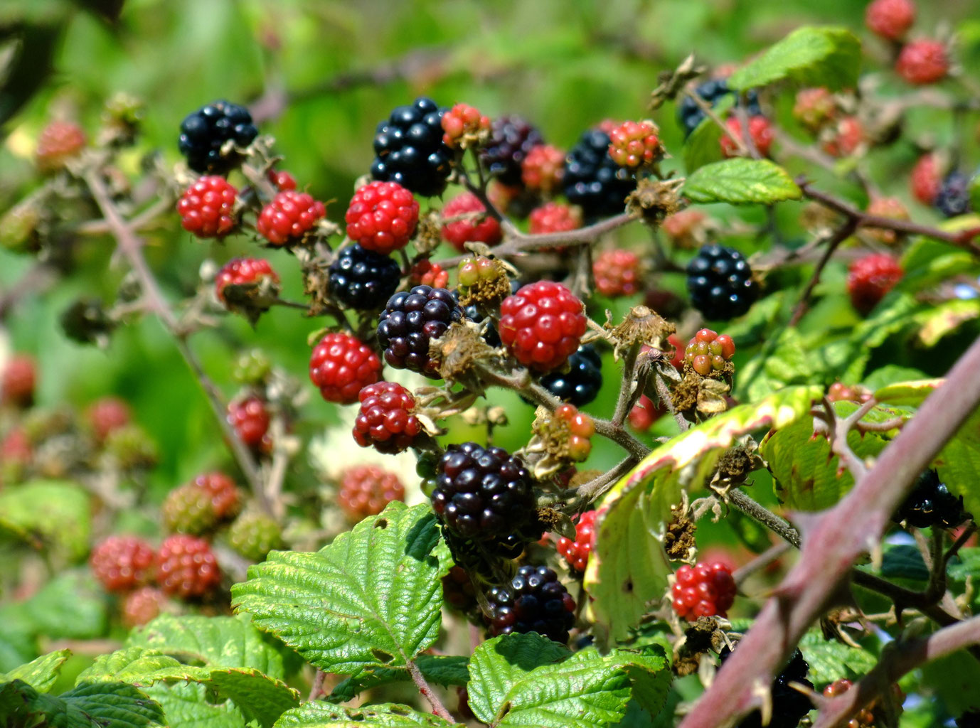 Kill Clear And Control Bramble Flowerpotman Landscape Gardener