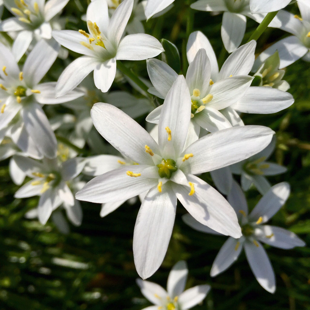 フラワーエッセンスヒーリング バッチの花療法光の中へ フラワ