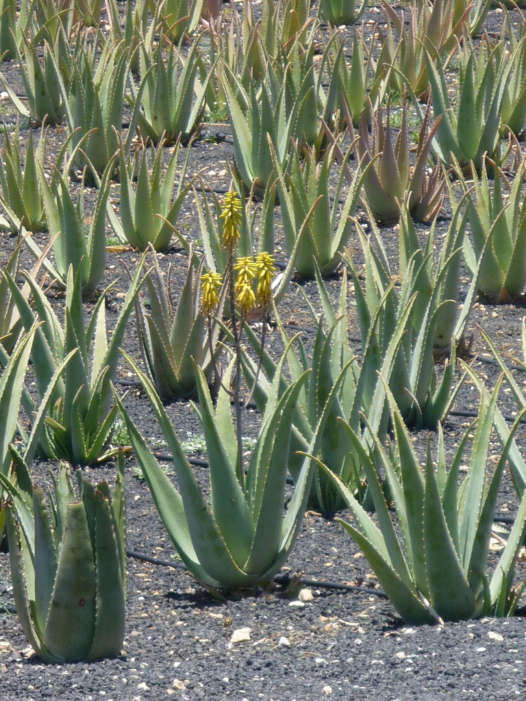 Die Aloe Vera Pflanze - Aloe Vera Naturprodukte