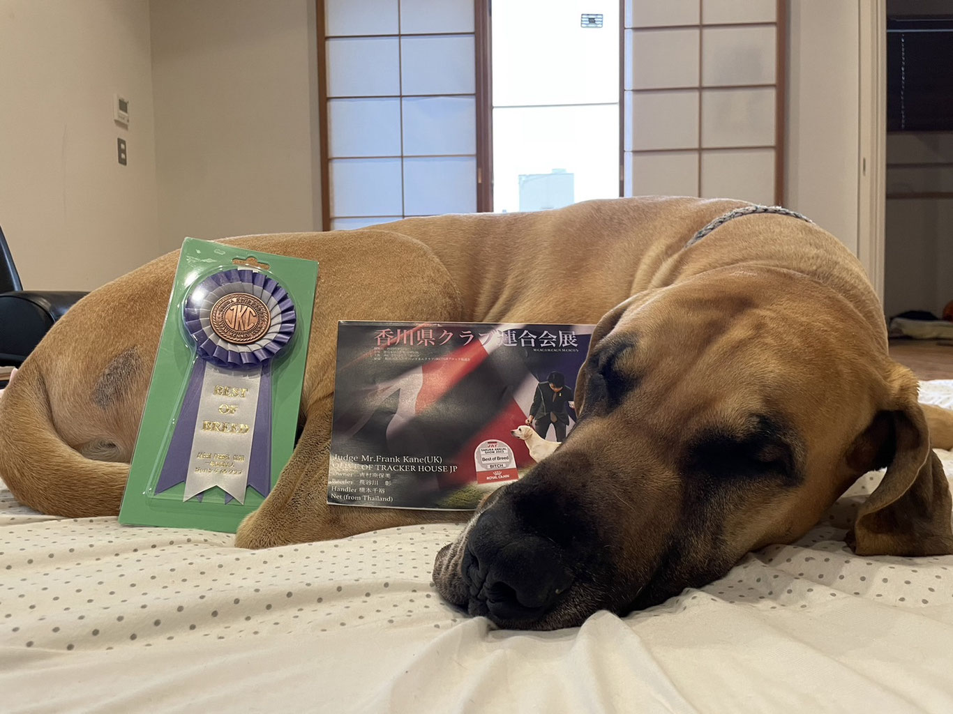 Dog Show 2023 グレートデンブリーダーCROWN JEWEL KENNEL
