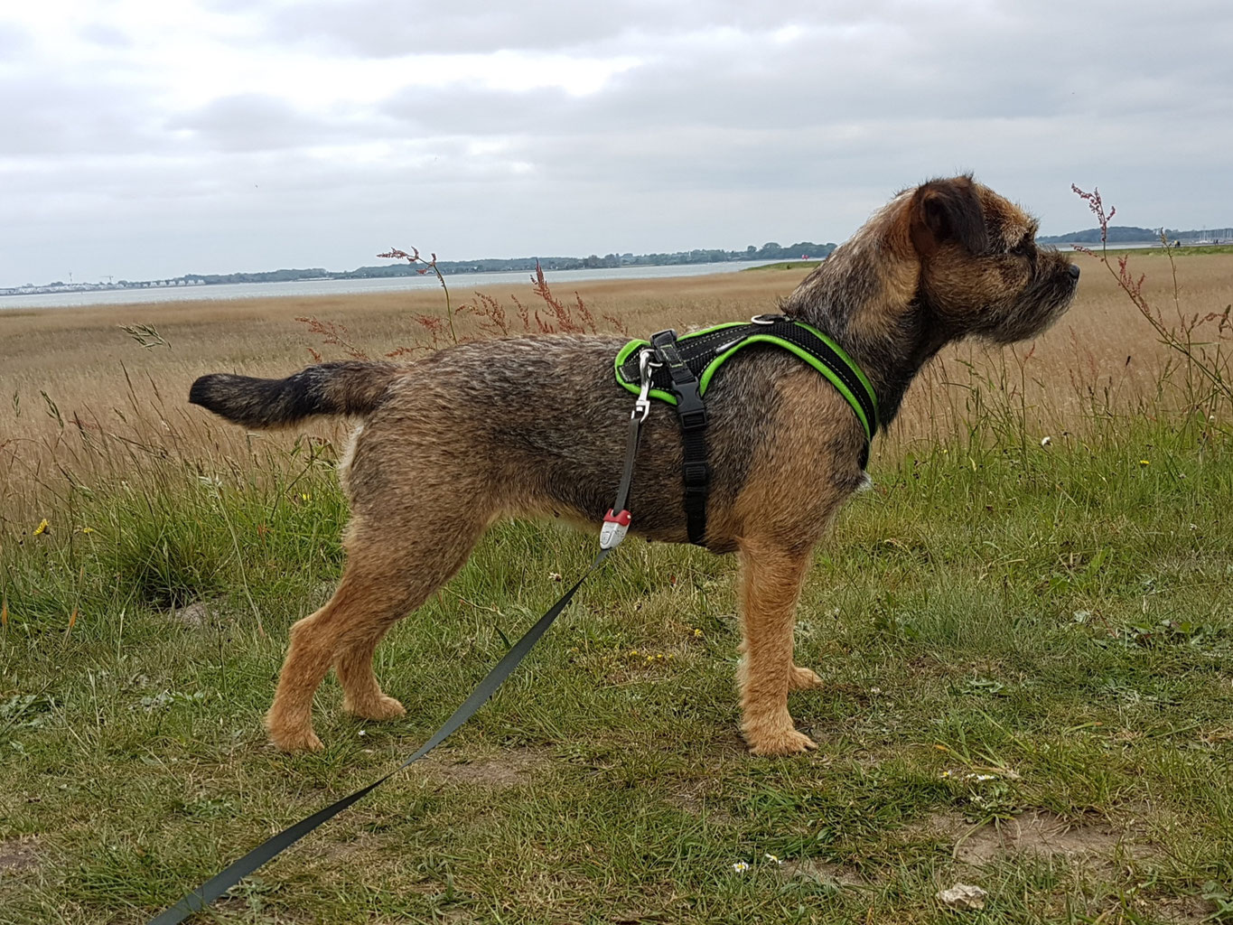 Border Terrier Mira Border Terrier Und Mini American Shepherd