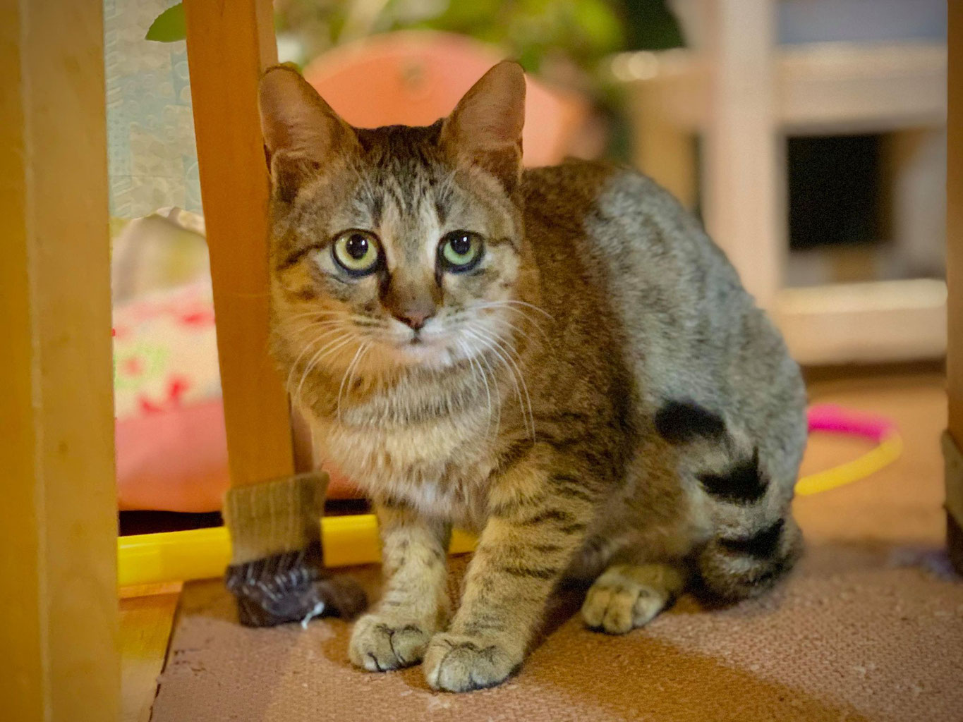 ネコの飼い主募集 譲渡されたネコなど 御蔵島のオオミズナギドリを守りたい ネコの飼い主募集 譲渡されたネコなど 御蔵島のオオミズナギドリを守りたい