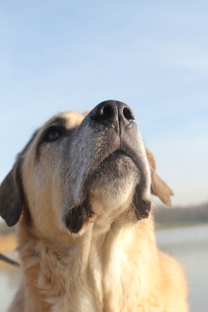 Tarieven Dog Academy Voor Gedragsproblemen Bij Honden