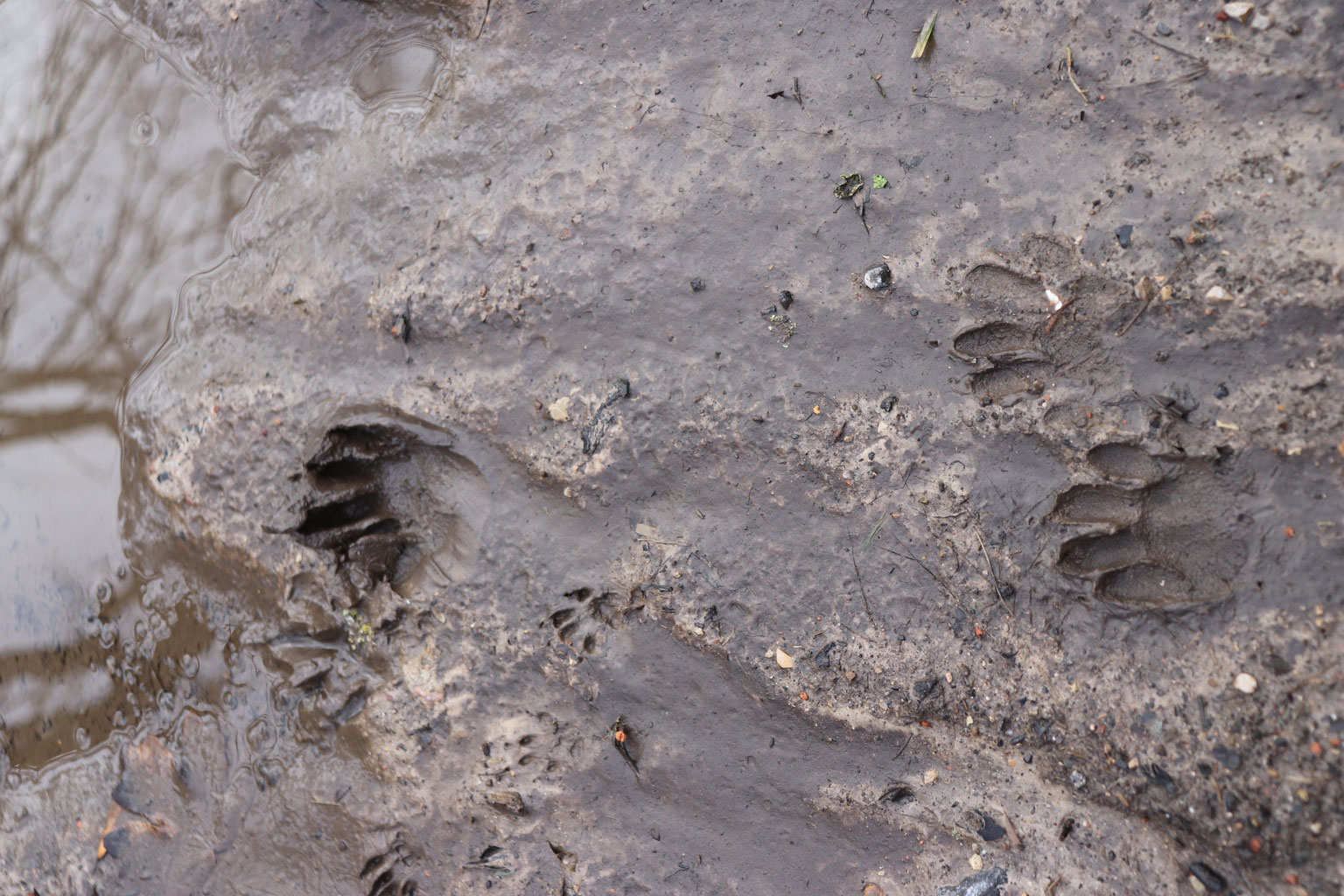 Tierspuren Scout Dezember Challenge Internetauftritt Des Rolfschen Hofes