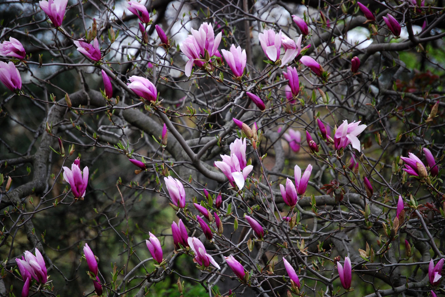 モクレンについて 関西造園土木株式会社