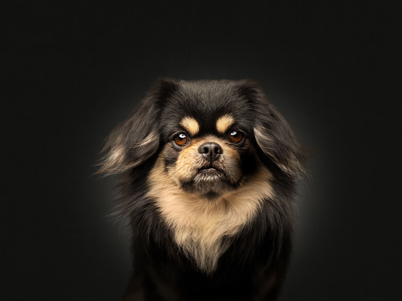 Black and tan tibetan spaniel deals