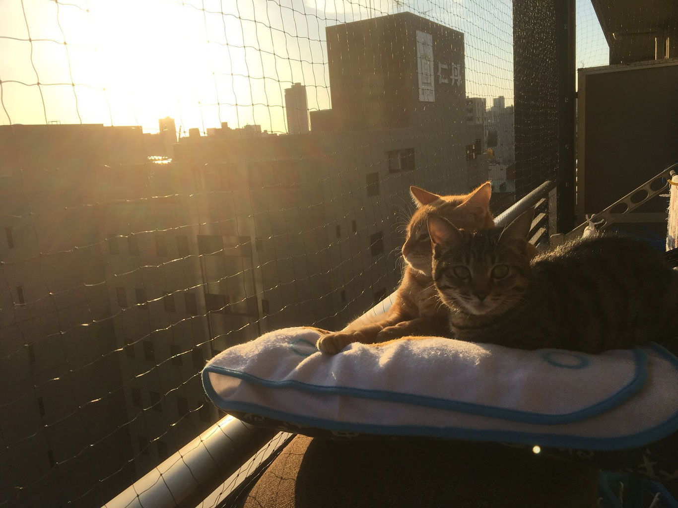 猫の転落 脱走防止 格安鳩よけネット 猫転落防止 グリーストラップ清掃の専門店