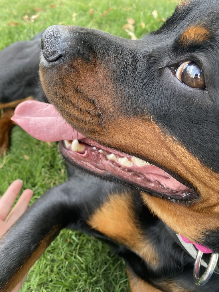 About Pawesome Academy Gold Coast Doggy Daycare and Training