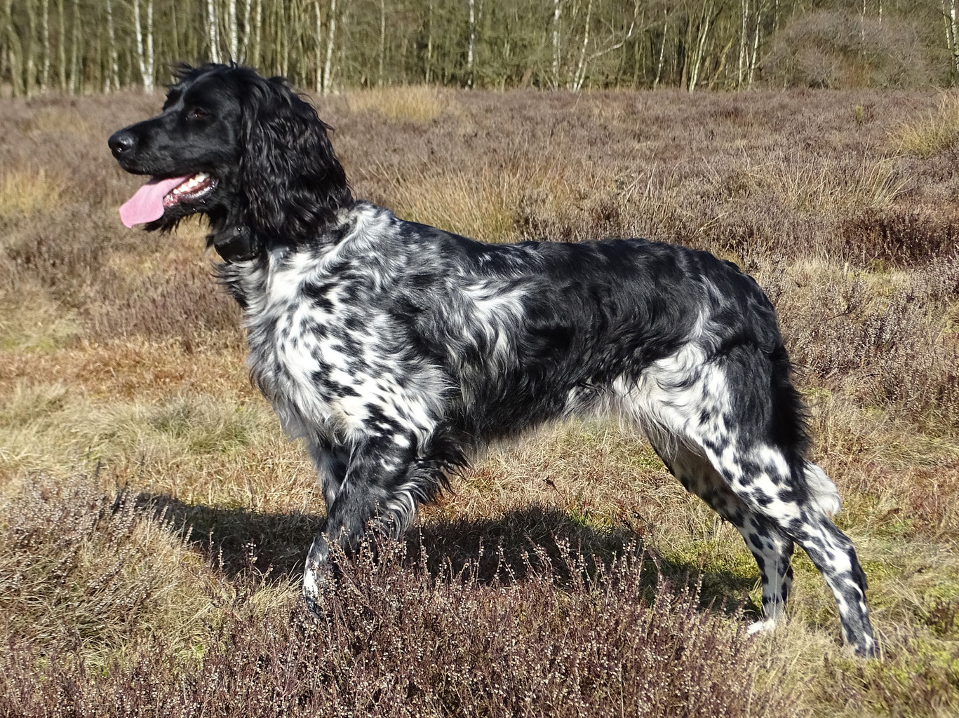 De Grote Munsterlander Kennel Van De Stappester Eugte Welke garanties en voordelen krijg ik bij dogcatandco. kennel van de stappester eugte