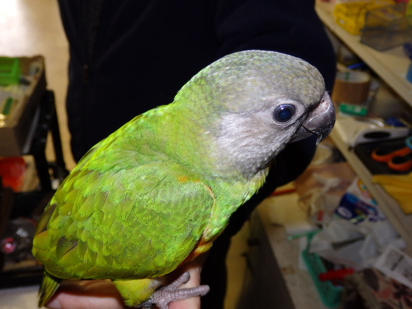 手乗りセネガルパロットヒナが仲間入りしました 福岡手乗りインコ小鳥販売店ペットミッキンのホームページです 手乗りセネガルパロットヒナが仲間入りしました 福岡手乗りインコ小鳥販売店ペットミッキンのホームページです