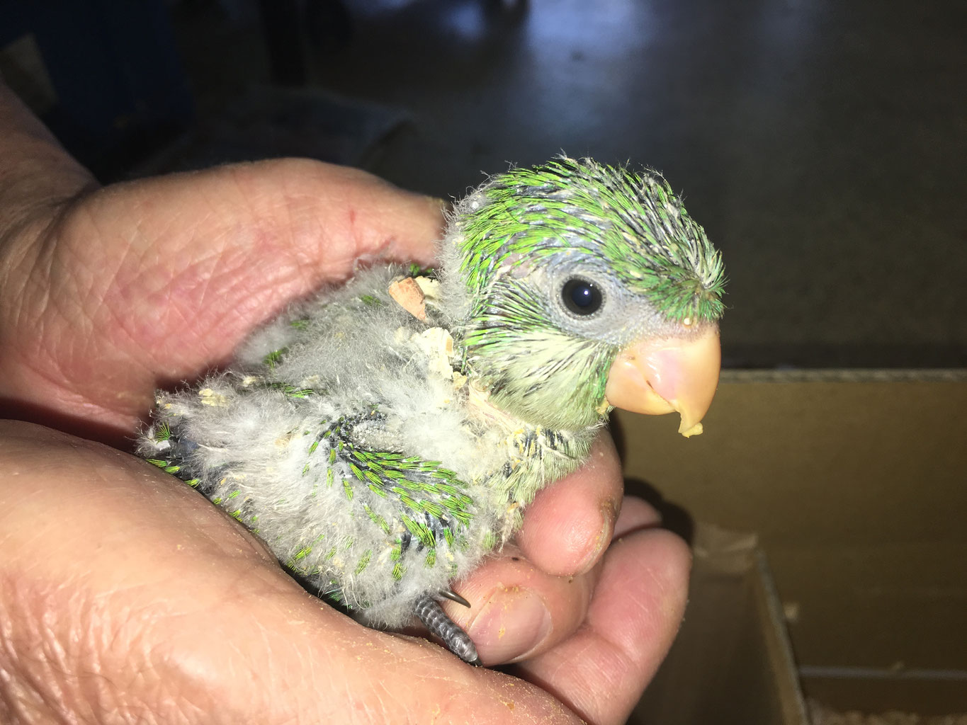手乗りオキナインコのヒナが仲間入りしました 福岡手乗りインコ小鳥販売店ペットミッキンのホームページです 手乗りオキナインコのヒナが仲間入りしました 福岡手乗りインコ小鳥販売店ペットミッキンのホームページです