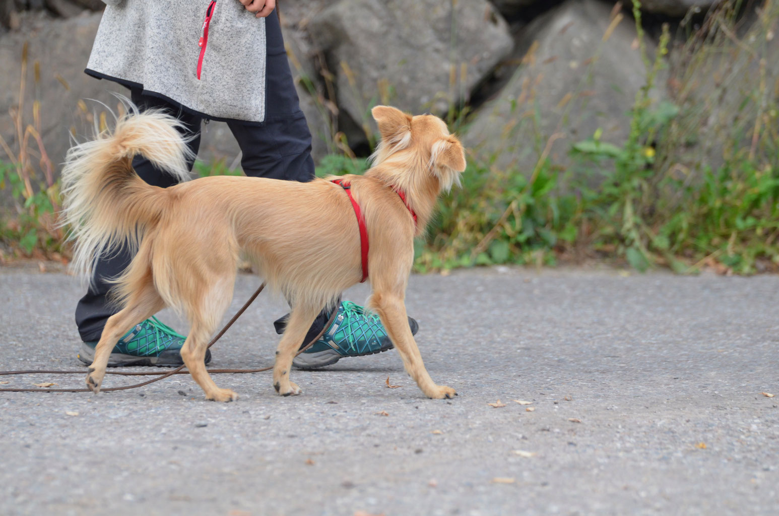 Einzeltraining Hundetraining TeamHund