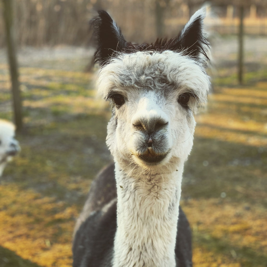 Meet the Herd the Boys . . . Jersey Shore Alpacas Fleece and Fun