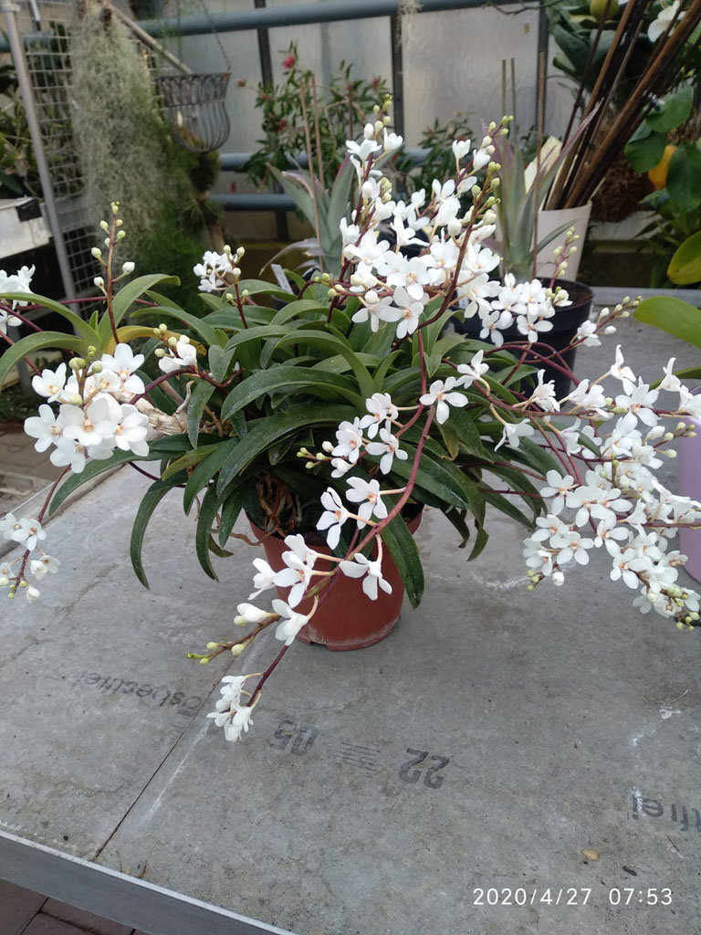 Sarcochilus hartmannii Östereichische Orchideengesellschaft