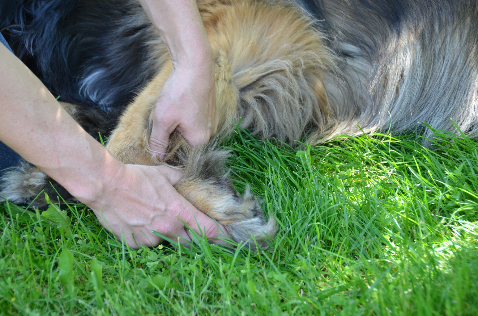 Chiropraxis Hund München Herrieden pferdepraxischiropraxis Dr. S