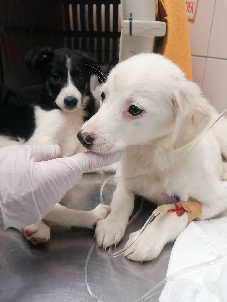 Hund mit menschlichem Gesicht geboren