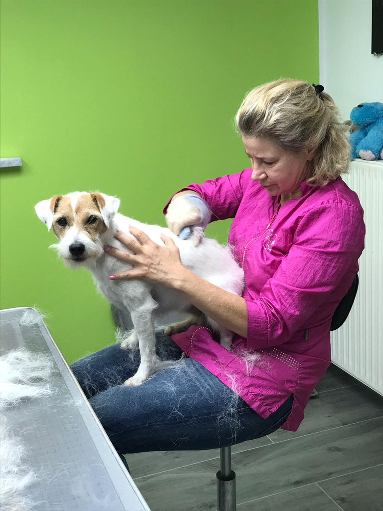 Photogalerie hundefriseurfellschneidereis Webseite!