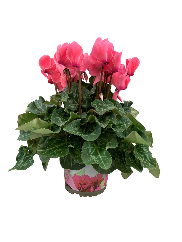 Cyclamen - Welkom op de website van C&M Kester!