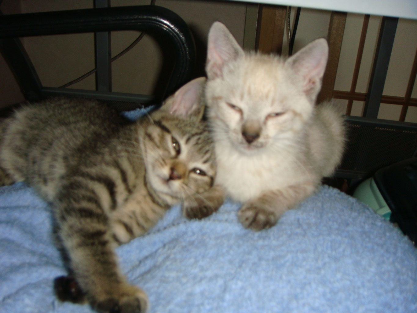 令和元年10月より - ジャパン・ダンス・アート