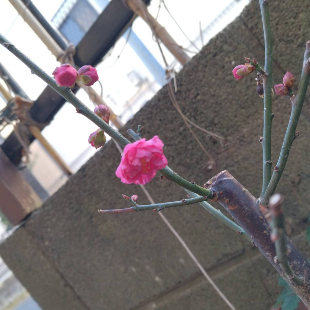 日々徒然 令和5年11月 - ジャパン・ダンス・アート