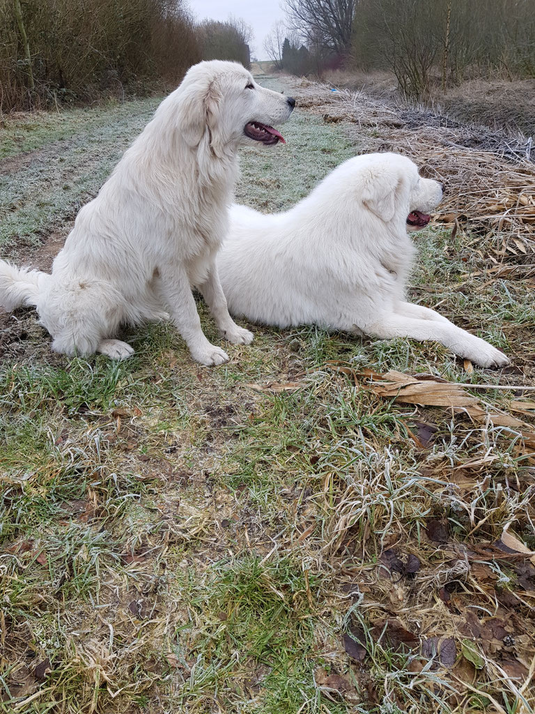 Unsere Hunde maremmano abruzzese di cirksena tyron