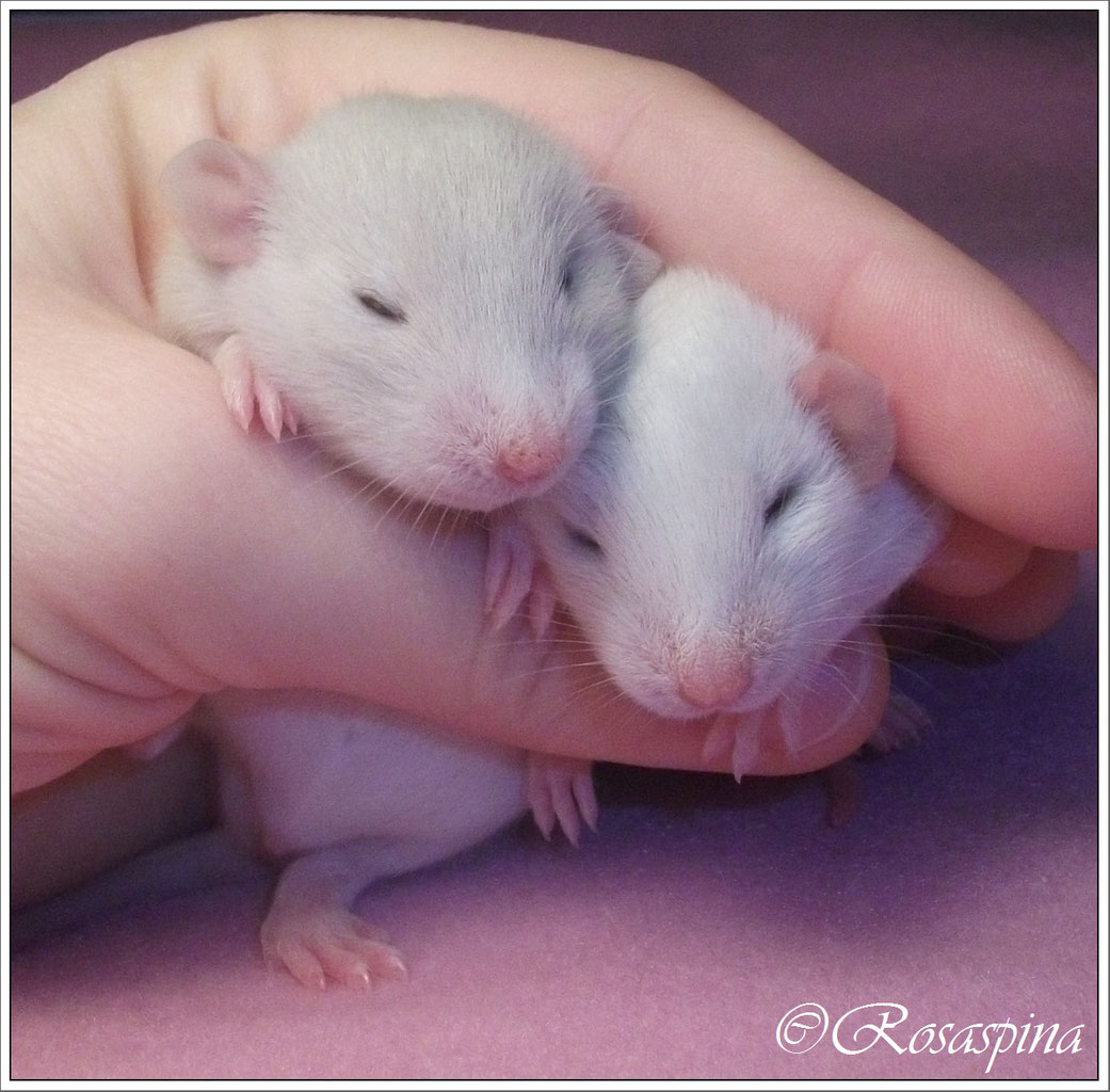 I Miei Ratti - Allevamento Ratti da Compagnia *Rosaspina Rattery*