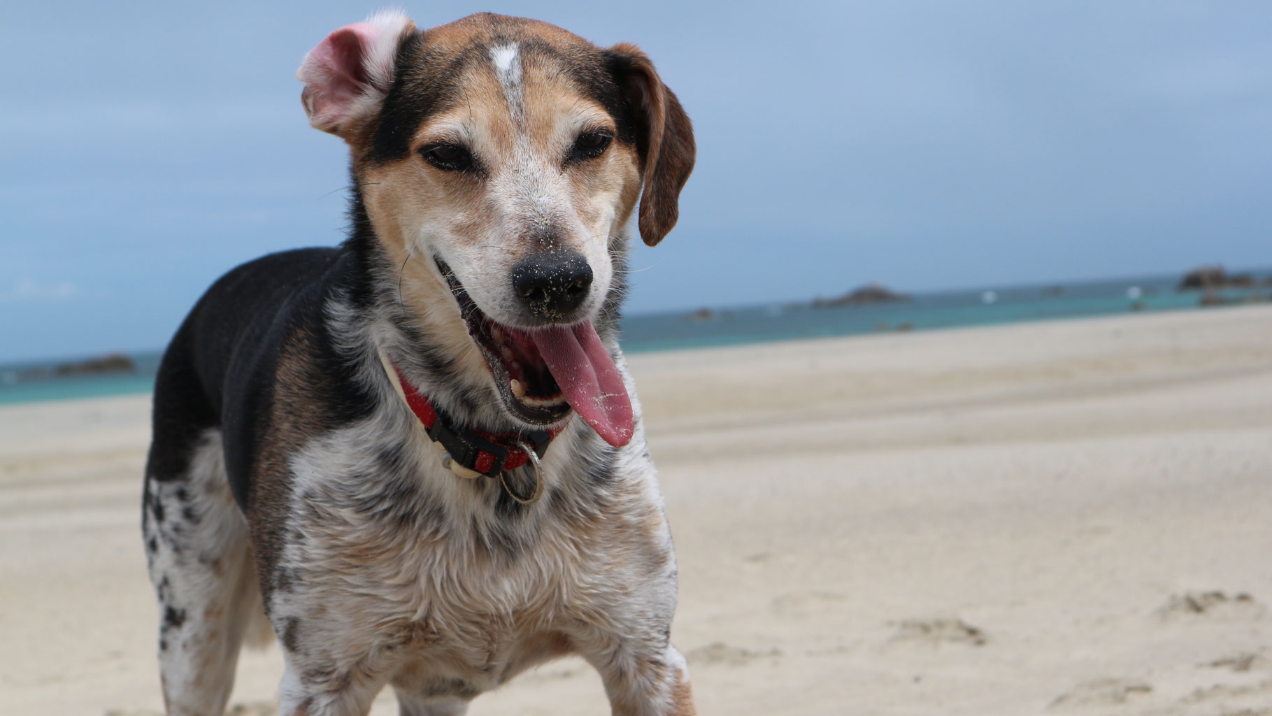 Bobi, der älteste Hund der Welt, hatte Geburtstag - und die Party ging bis  in die Nacht hinein | Algarve Guide, image size:1819x1024