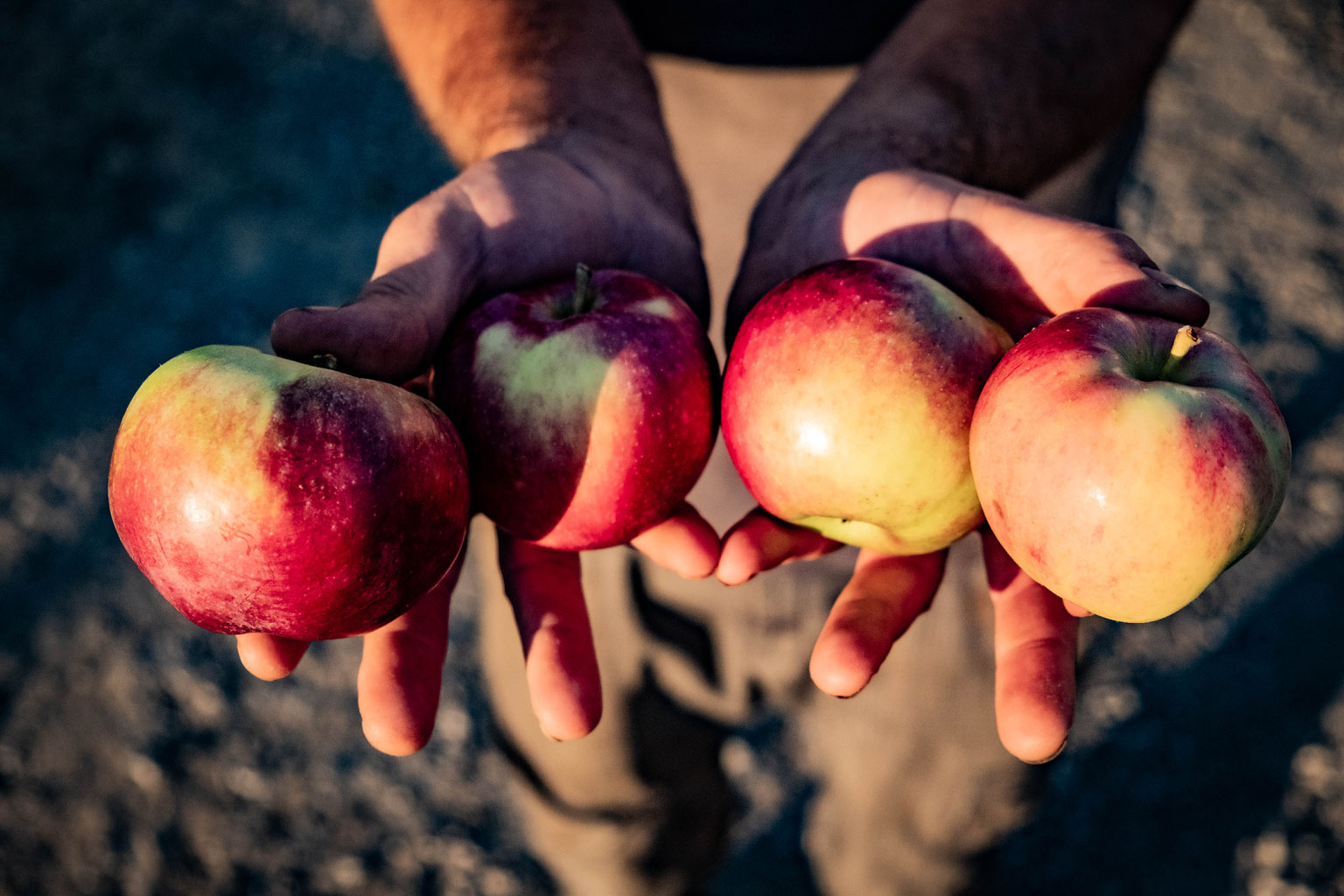 J'aime la pomme ! Pour tout savoir sur ce fruit exceptionnel