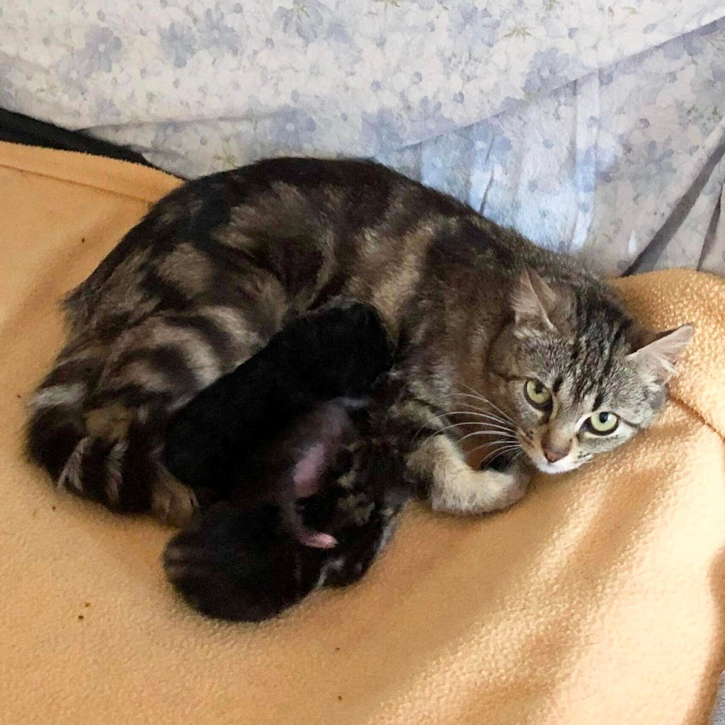 Comprendre La Puberte Du Chat Site De Sosmistigris87