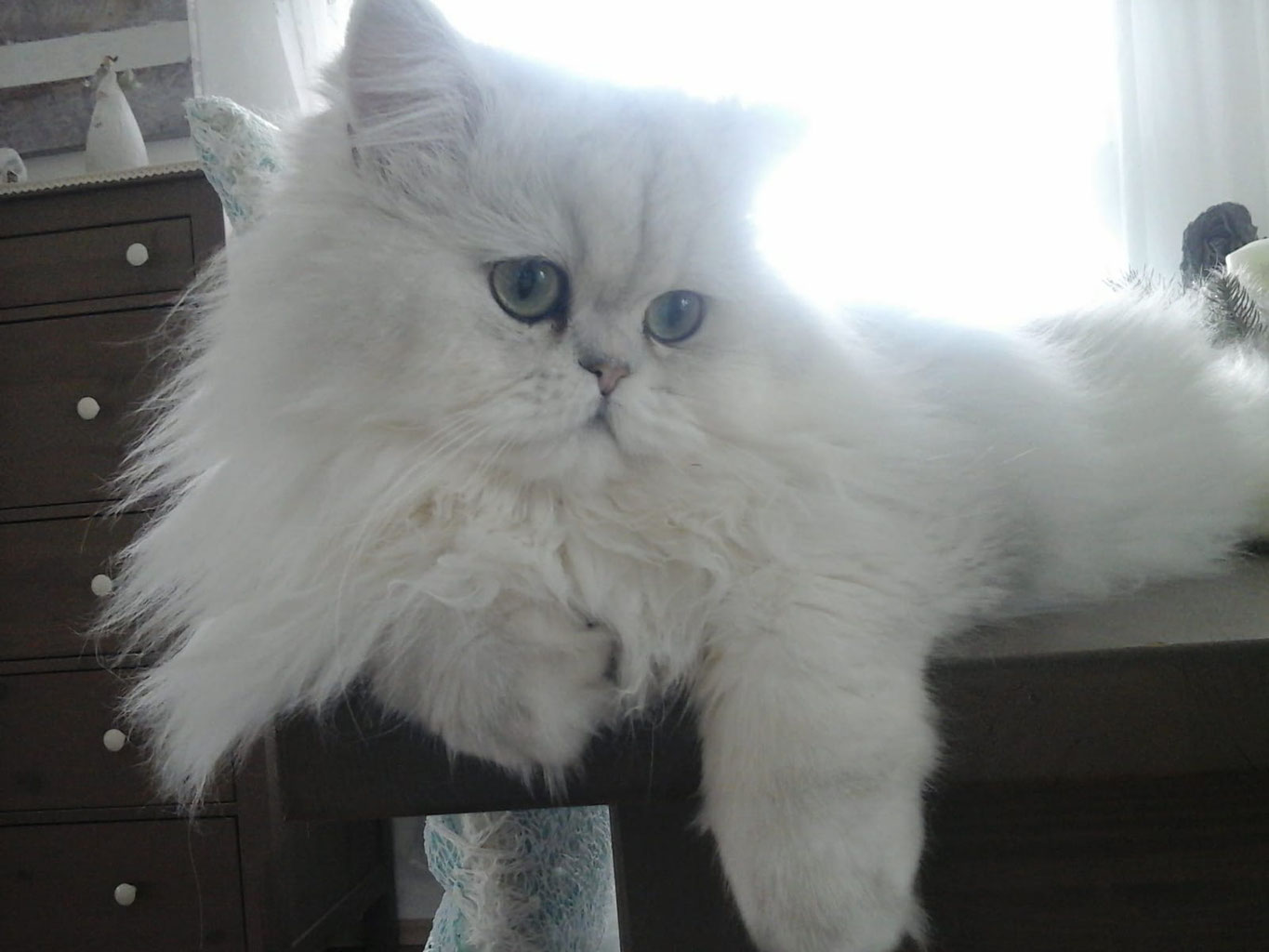 Kater - wynonas-persermitnase