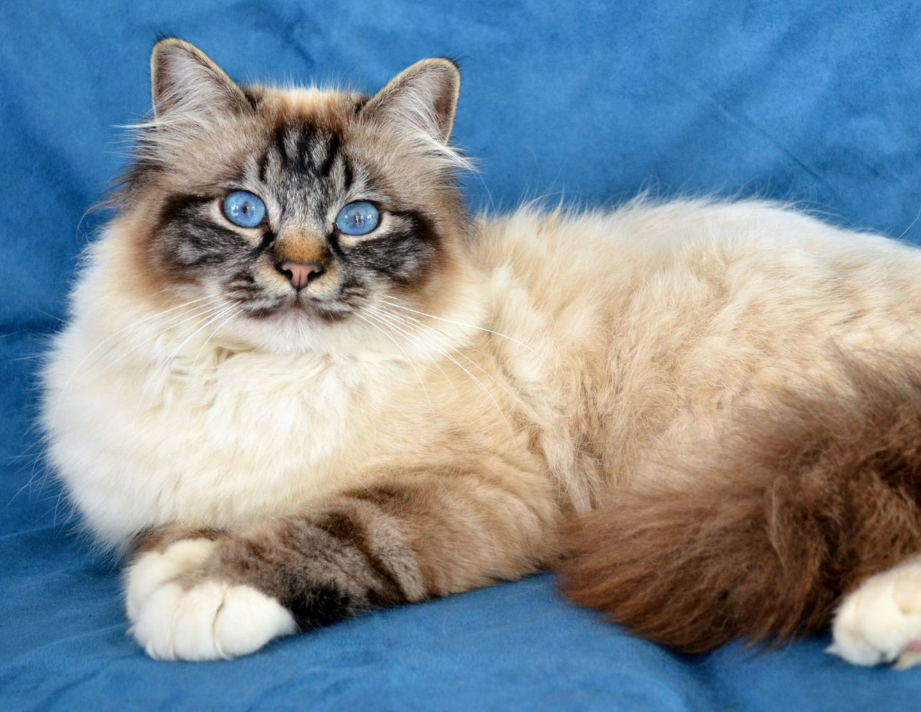 Unsere Kastraten vomsilberackers Webseite!