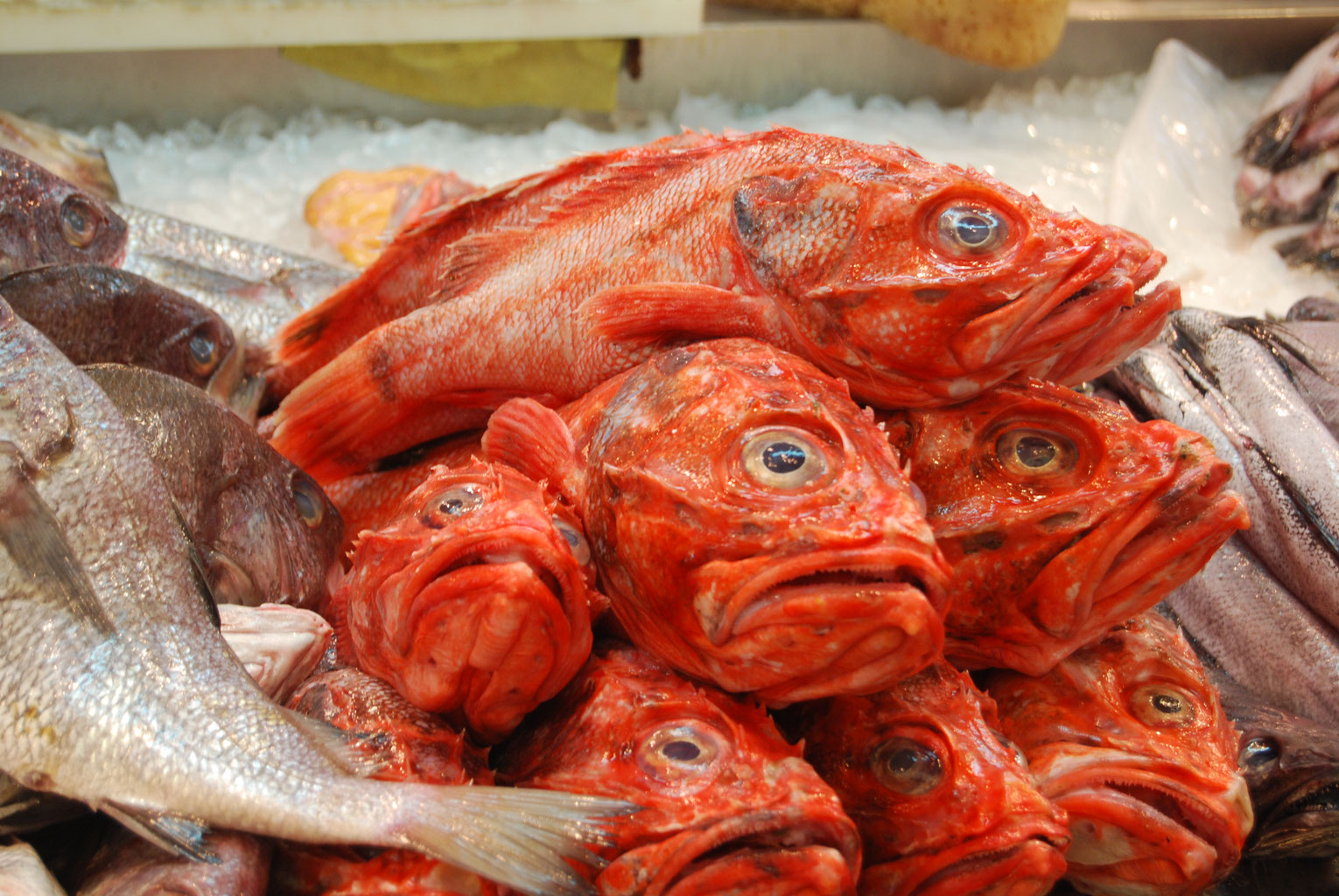 温暖化の影響で近海魚に水銀汚染が進む!?EOLサポーターズ